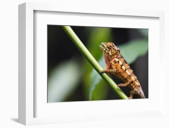 Panther chameleon (Furcifer pardalis), Ivoloina Zoological Park, Tamatave, Madagascar, Africa-Christian Kober-Framed Photographic Print