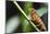Panther chameleon (Furcifer pardalis), Ivoloina Zoological Park, Tamatave, Madagascar, Africa-Christian Kober-Mounted Photographic Print