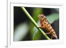 Panther chameleon (Furcifer pardalis), Ivoloina Zoological Park, Tamatave, Madagascar, Africa-Christian Kober-Framed Photographic Print