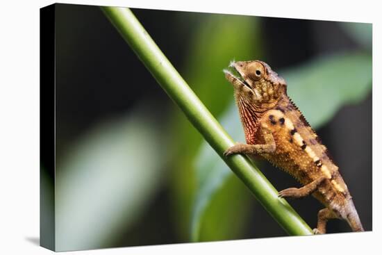 Panther chameleon (Furcifer pardalis), Ivoloina Zoological Park, Tamatave, Madagascar, Africa-Christian Kober-Stretched Canvas