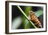 Panther chameleon (Furcifer pardalis), Ivoloina Zoological Park, Tamatave, Madagascar, Africa-Christian Kober-Framed Photographic Print