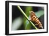 Panther chameleon (Furcifer pardalis), Ivoloina Zoological Park, Tamatave, Madagascar, Africa-Christian Kober-Framed Photographic Print