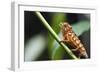 Panther chameleon (Furcifer pardalis), Ivoloina Zoological Park, Tamatave, Madagascar, Africa-Christian Kober-Framed Photographic Print