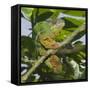 Panther Chameleon (Furcifer Pardalis), Madagascar, Africa-Gabrielle and Michel Therin-Weise-Framed Stretched Canvas