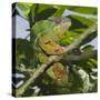 Panther Chameleon (Furcifer Pardalis), Madagascar, Africa-Gabrielle and Michel Therin-Weise-Stretched Canvas
