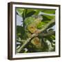 Panther Chameleon (Furcifer Pardalis), Madagascar, Africa-Gabrielle and Michel Therin-Weise-Framed Photographic Print