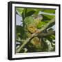 Panther Chameleon (Furcifer Pardalis), Madagascar, Africa-Gabrielle and Michel Therin-Weise-Framed Photographic Print