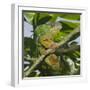 Panther Chameleon (Furcifer Pardalis), Madagascar, Africa-Gabrielle and Michel Therin-Weise-Framed Photographic Print