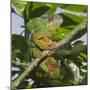 Panther Chameleon (Furcifer Pardalis), Madagascar, Africa-Gabrielle and Michel Therin-Weise-Mounted Photographic Print