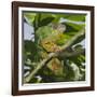 Panther Chameleon (Furcifer Pardalis), Madagascar, Africa-Gabrielle and Michel Therin-Weise-Framed Photographic Print