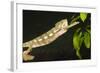 Panther Chameleon (Furcifer Pardalis), Madagascar, Africa-Gabrielle and Michel Therin-Weise-Framed Photographic Print