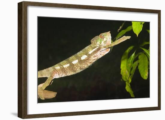 Panther Chameleon (Furcifer Pardalis), Madagascar, Africa-Gabrielle and Michel Therin-Weise-Framed Photographic Print