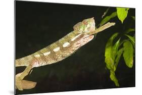 Panther Chameleon (Furcifer Pardalis), Madagascar, Africa-Gabrielle and Michel Therin-Weise-Mounted Photographic Print