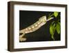 Panther Chameleon (Furcifer Pardalis), Madagascar, Africa-Gabrielle and Michel Therin-Weise-Framed Photographic Print