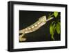 Panther Chameleon (Furcifer Pardalis), Madagascar, Africa-Gabrielle and Michel Therin-Weise-Framed Photographic Print