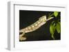 Panther Chameleon (Furcifer Pardalis), Madagascar, Africa-Gabrielle and Michel Therin-Weise-Framed Photographic Print