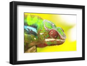 Panther Chameleon, Madagascar, Africa-Stuart Westmorland-Framed Photographic Print