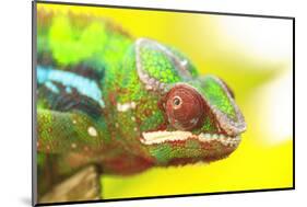 Panther Chameleon, Madagascar, Africa-Stuart Westmorland-Mounted Photographic Print