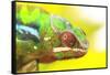 Panther Chameleon, Madagascar, Africa-Stuart Westmorland-Framed Stretched Canvas