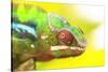 Panther Chameleon, Madagascar, Africa-Stuart Westmorland-Stretched Canvas