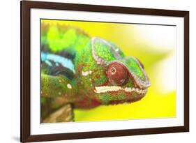 Panther Chameleon, Madagascar, Africa-Stuart Westmorland-Framed Photographic Print