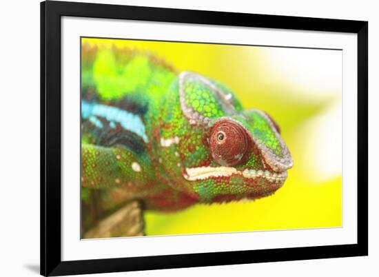 Panther Chameleon, Madagascar, Africa-Stuart Westmorland-Framed Photographic Print