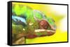 Panther Chameleon, Madagascar, Africa-Stuart Westmorland-Framed Stretched Canvas