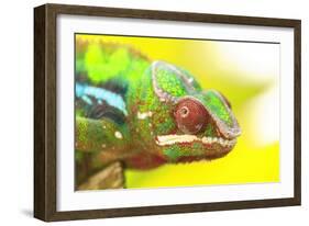 Panther Chameleon, Madagascar, Africa-Stuart Westmorland-Framed Photographic Print