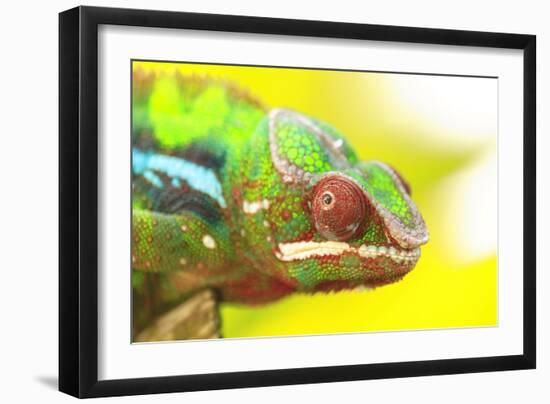 Panther Chameleon, Madagascar, Africa-Stuart Westmorland-Framed Photographic Print