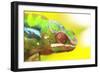 Panther Chameleon, Madagascar, Africa-Stuart Westmorland-Framed Photographic Print