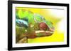 Panther Chameleon, Madagascar, Africa-Stuart Westmorland-Framed Photographic Print