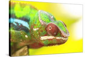 Panther Chameleon, Madagascar, Africa-Stuart Westmorland-Stretched Canvas