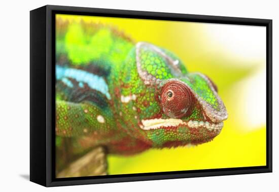 Panther Chameleon, Madagascar, Africa-Stuart Westmorland-Framed Stretched Canvas