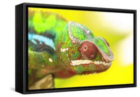Panther Chameleon, Madagascar, Africa-Stuart Westmorland-Framed Stretched Canvas
