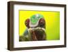 Panther Chameleon, Madagascar, Africa-Stuart Westmorland-Framed Photographic Print