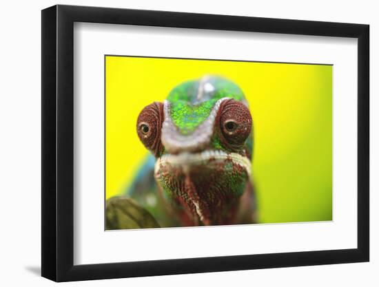 Panther Chameleon, Madagascar, Africa-Stuart Westmorland-Framed Photographic Print