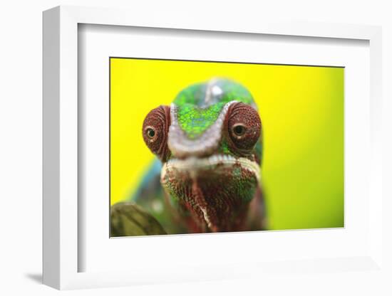 Panther Chameleon, Madagascar, Africa-Stuart Westmorland-Framed Photographic Print