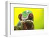 Panther Chameleon, Madagascar, Africa-Stuart Westmorland-Framed Photographic Print