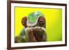 Panther Chameleon, Madagascar, Africa-Stuart Westmorland-Framed Photographic Print