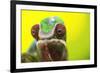 Panther Chameleon, Madagascar, Africa-Stuart Westmorland-Framed Photographic Print