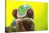 Panther Chameleon, Madagascar, Africa-Stuart Westmorland-Stretched Canvas