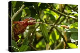 Panther Chameleon, Madagasdar-Paul Souders-Stretched Canvas