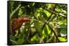 Panther Chameleon, Madagasdar-Paul Souders-Framed Stretched Canvas