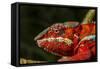 Panther Chameleon, Madagasdar-Paul Souders-Framed Stretched Canvas