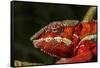 Panther Chameleon, Madagasdar-Paul Souders-Framed Stretched Canvas