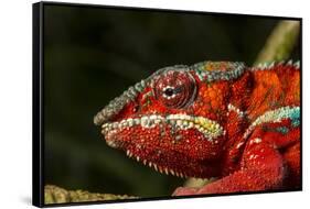 Panther Chameleon, Madagasdar-Paul Souders-Framed Stretched Canvas