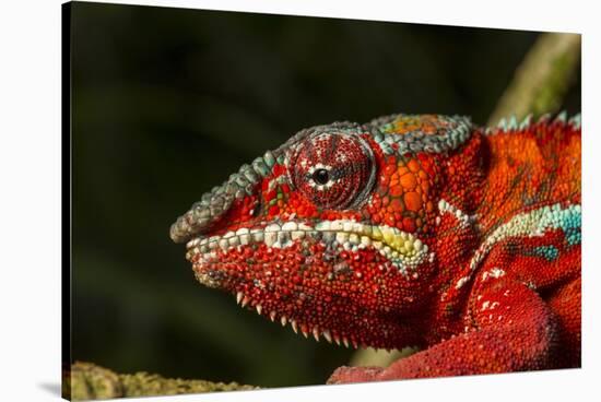 Panther Chameleon, Madagasdar-Paul Souders-Stretched Canvas