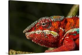 Panther Chameleon, Madagasdar-Paul Souders-Stretched Canvas