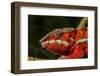 Panther Chameleon, Madagasdar-Paul Souders-Framed Premium Photographic Print