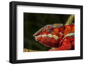 Panther Chameleon, Madagasdar-Paul Souders-Framed Premium Photographic Print